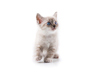 Adorable cat on isolated white background