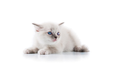 Adorable cat on isolated white background