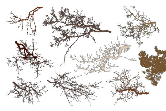 Realistic set of tree branches silhouette (Vector illustration). Different color shades 