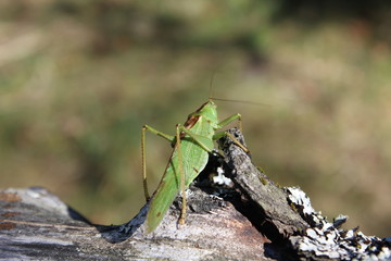 Grashüpfer