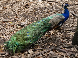 Full sideview shot of a peacock standing in the ground on a farm