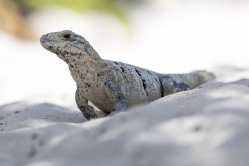 Scaley iguana basking on a sandy beach in the sun and shadows on the Yacatan in the Riviera in Mexico looking for food