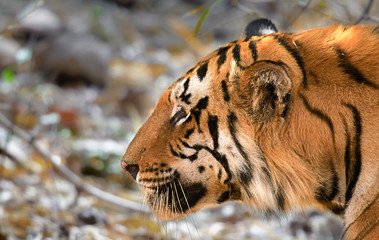 Tigers of Tadoba (Maya, Matkasur, Choti Tara) national park, India