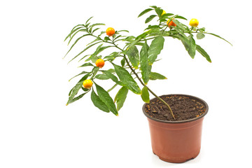 Fototapeta premium Jerusalem cherry plant in pot isolated on white background