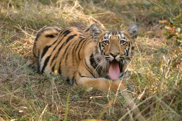 Tigers of Tadoba (Maya, Matkasur, Choti Tara) national park, India