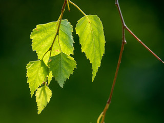 Fototapeta premium Birch leaves closeup. Sunlight on birch leaves. Grenn background.