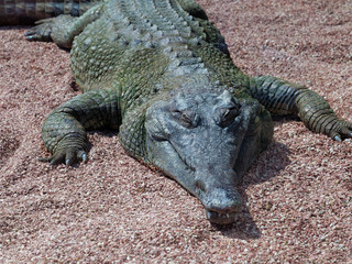 African Slender-snouted Crocodile (species: Mecistops cataphractus) basking on shore under summer sun.