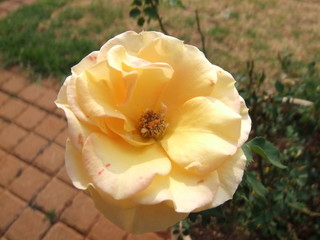 yellow rose mackro