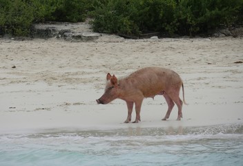 Medium close up side view of a pinkish pig standing in the beach at the Exuma Cays in the Bahamas 