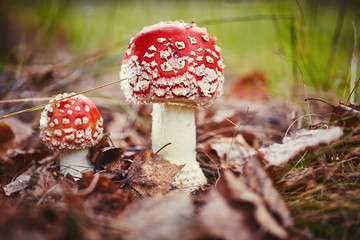 Amanita muscaria, commonly known as amanita or fly. Poisonous fungus in a natural environment in the autumn forest