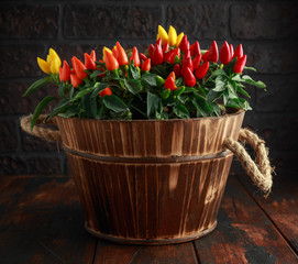 Ornamental colorful chilli in old vintage wooden casket, barrel.