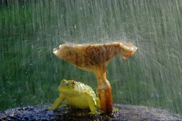 Obraz premium Żaba ukrywa się przed deszczem pod grzybem