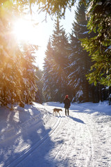 Frau und Weimaraner Jagdhund machen einen Spaziergang im sonnigen Winterwald