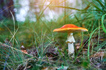 Fly agaric or fly Amanita mushroom, Amanita muscaria