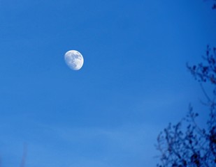  An almost full moon in daytime against a backdrop of blue skies, with blurred tree branches in one corner