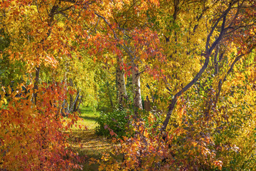 Beautiful view of colorful trees in sunlight in an autumn park, background
