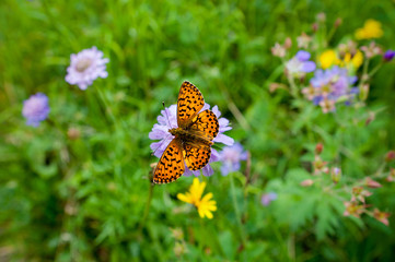 Fototapeta na wymiar Beautiful butterfly Fritillary marks on the wings, on a purple mountain flower