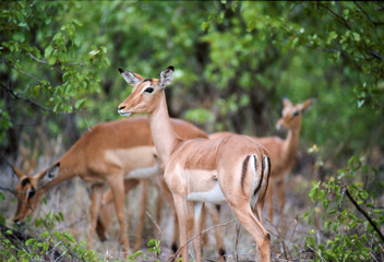 Naklejka na ściany i meble Springbok's grazing in the bushes of Kruger National Park, South Africa.