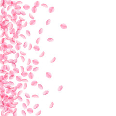 Sakura petals falling down. Romantic pink silky medium flowers. Thick flying cherry petals. Scatter 