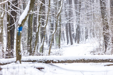 winter forest background 