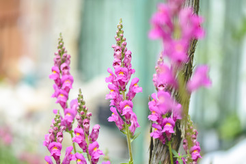 pink flower of Gladiolus against blurry background.