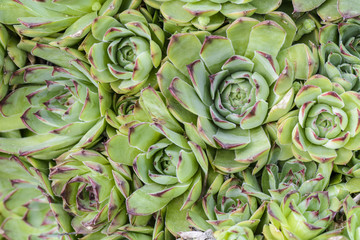 Background of succulent plant , top view of Echeverias cluster.