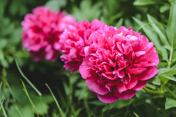 Peonies on bloom with vibrant red color.