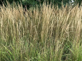 tall weed grass 