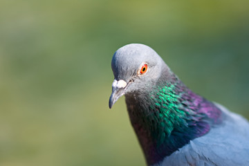 portrait of a pigeon