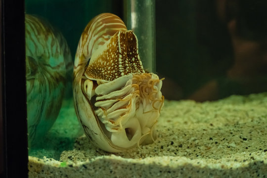 Nautilus shell swimming in acuarius
