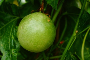 The passion fruit is growing