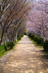 桜の咲く道