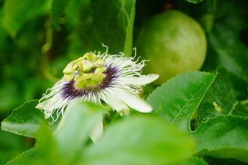 Fototapeta premium The passion fruit is growing
