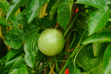 The passion fruit is growing