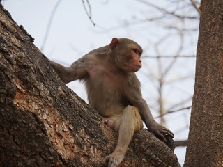 Medium close up of a monkey sitting astride a tree trunk