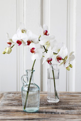 White orchid flowers.