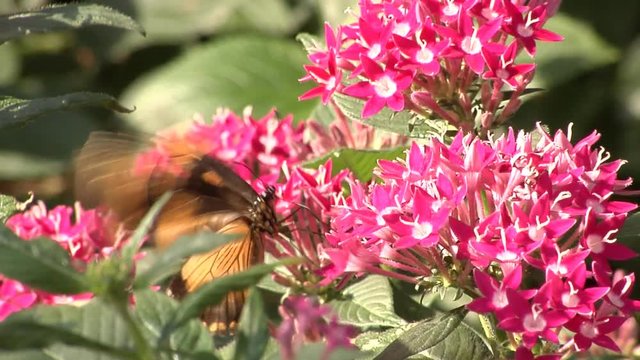 Slow motion clip of an orange butterfly feeding on flowers. This clip was originally recorded with 60fps and exported at 25fps.