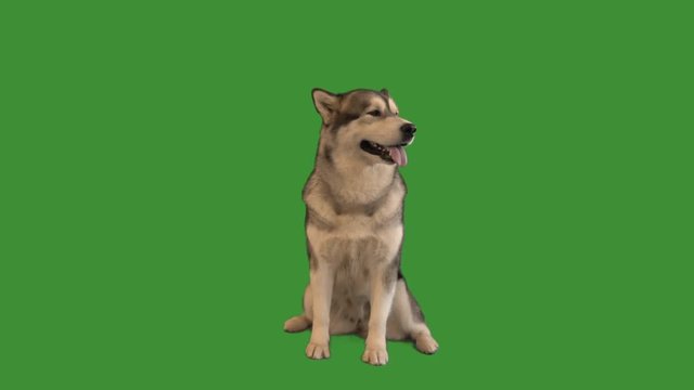 Malamute sitting and licking on green screen