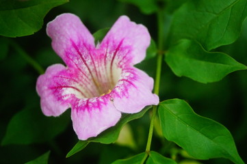 Flowers plant