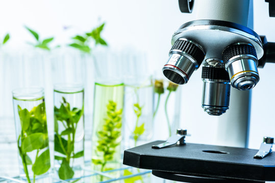 Microscope And Young Plant In Science Test Tube , Lab Research Biochemistry , Biotechnology Concept