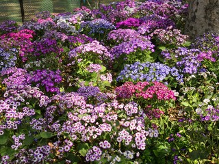Fototapeta premium Garden covered with colorful assortment of osteospermum flowers