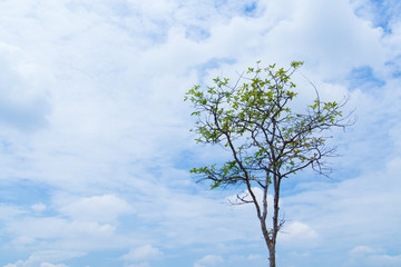 Obraz na płótnie Canvas Tree background is sky with cloud