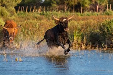 Wild bulls in Camargue running in the river, beautiful light in evening