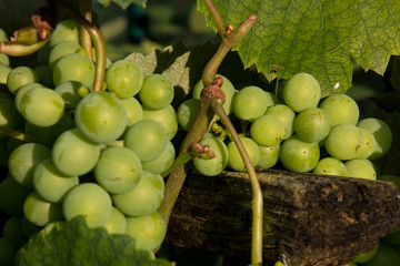 Weintrauben im Herbst