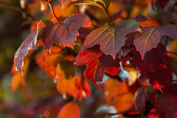 Red leaves with veins pattern in the sunset light forming a beautiful autumn background