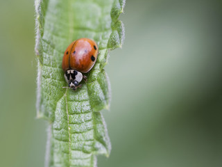 Portrait of a ladybird in the grass.