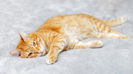 Red cat lying on the bed