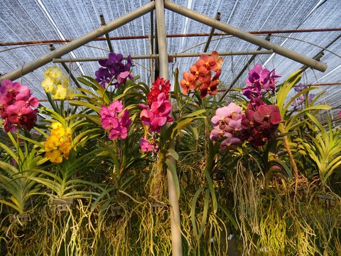 Orchid farm hotsell