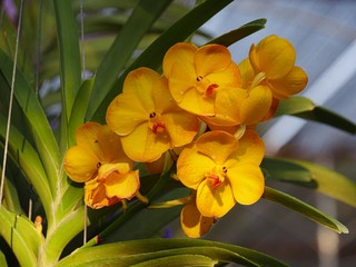 Close up of beautiful yellow orchids in an orchid farm