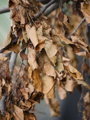 Portrait shot of dried leaves of a tree in autumn season